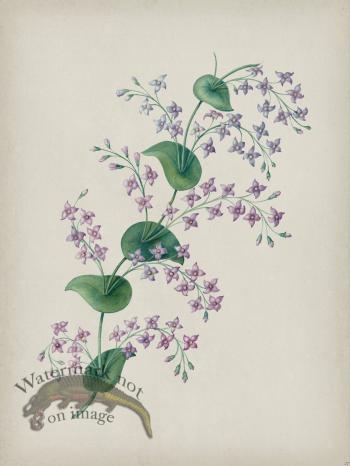 Andean Botanicals 027